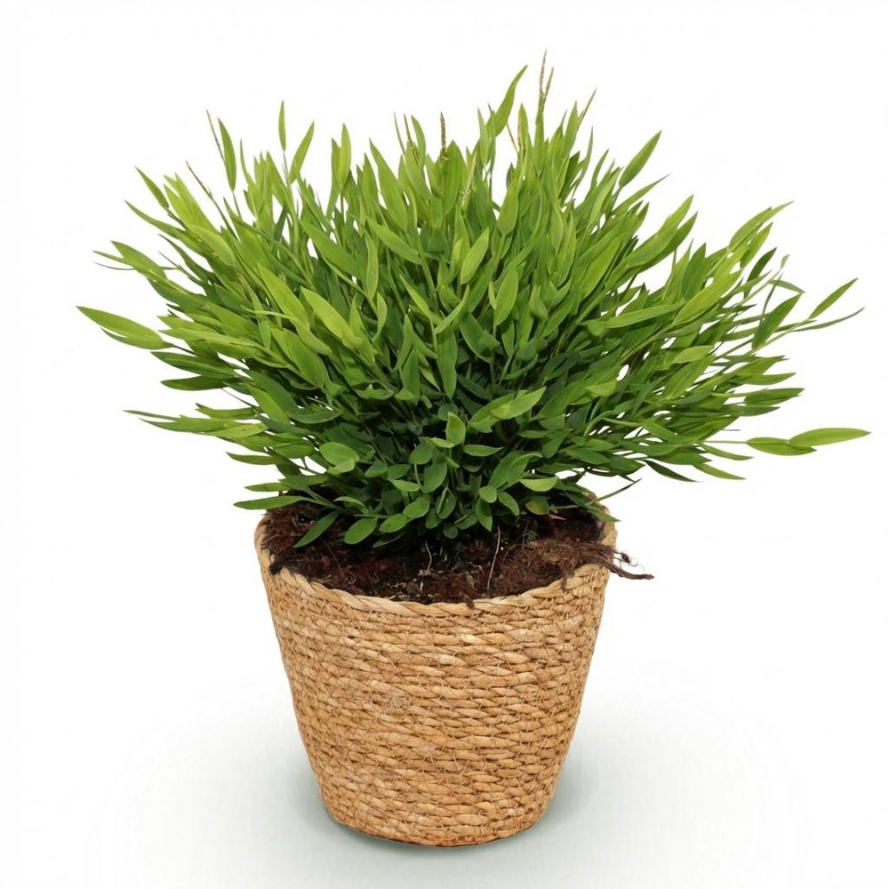 Bamusa pogonatherum monica - pet-friendly - bambou miniature - pot de 12cm - hauteur 20cm