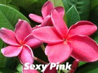 Plumeria rubra "sexy pink" (frangipanier)   rose - taille pot de 2 litres ? 20/30 cm