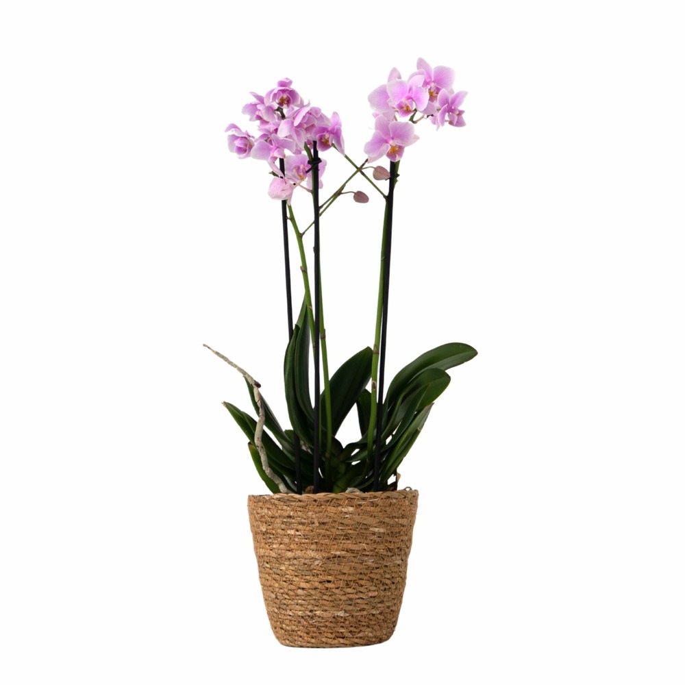 Orchidée papillon - phalaenopsis multiflora avec panier - hauteur 35-45cm -⌀12cm
