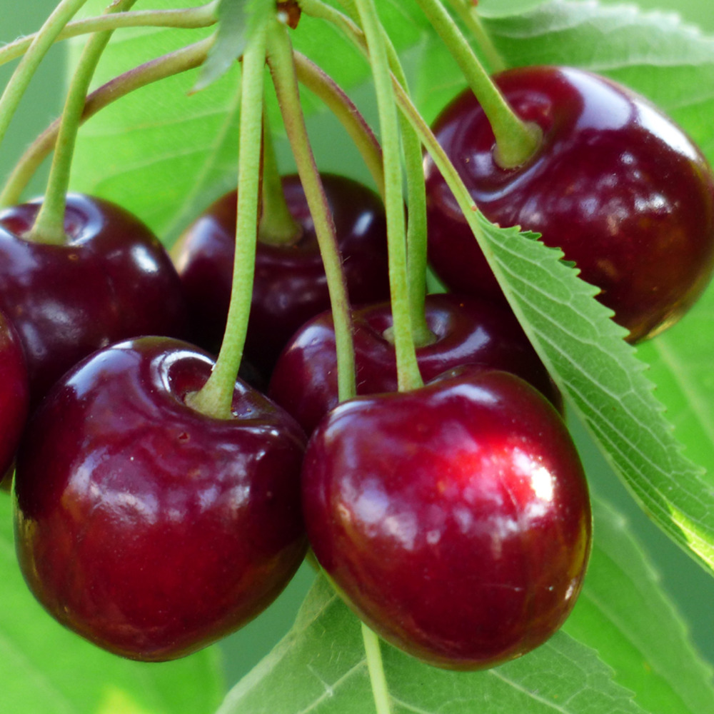 Cerisier 'burlat' pot de 7,5l/10l, gobelet