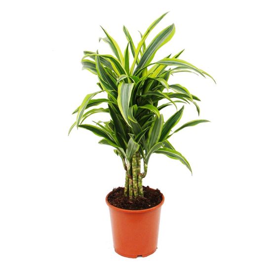 Dragonnier ramifié - dracaena deremensis