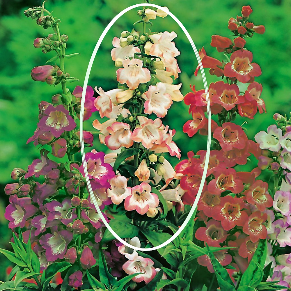 Penstemon adrien regnier rose - 2 godets plante vivace