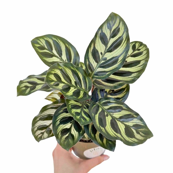 Calathea makoyana - pot de 11cm