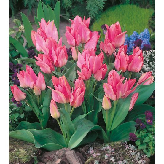 Tulipe toronto multiflore - greigii - 10 bulbes