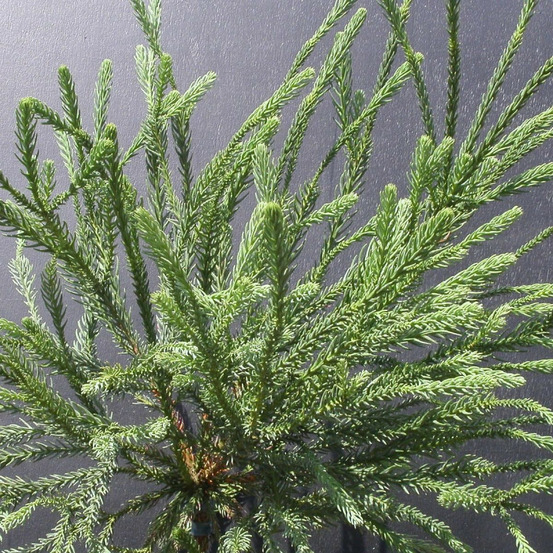 Cèdre du japon araucarioides pot de 3l - 40/60 cm