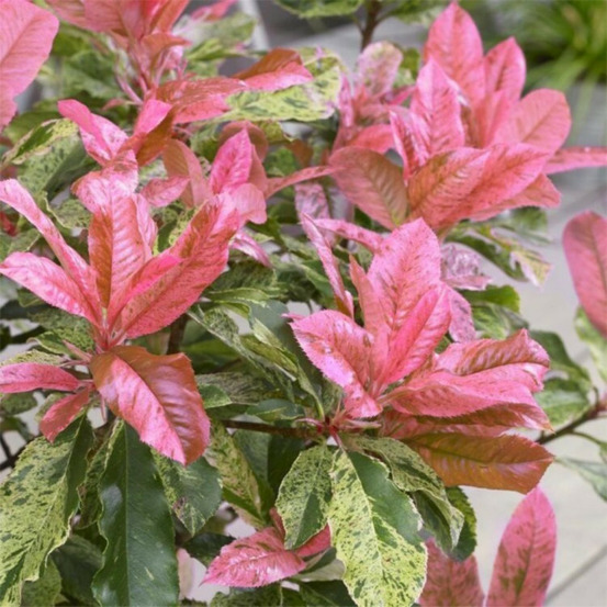 Photinia pink crispy - photinia serratifolia pink crispy en pot 20l 100/125cm