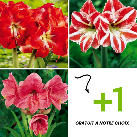 Offre 3 amaryllis + 1 gratuit