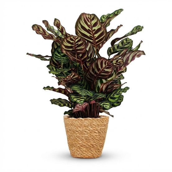Calathea makoyana - pot de 19cm - hauteur 70cm - plantes d'intérieur