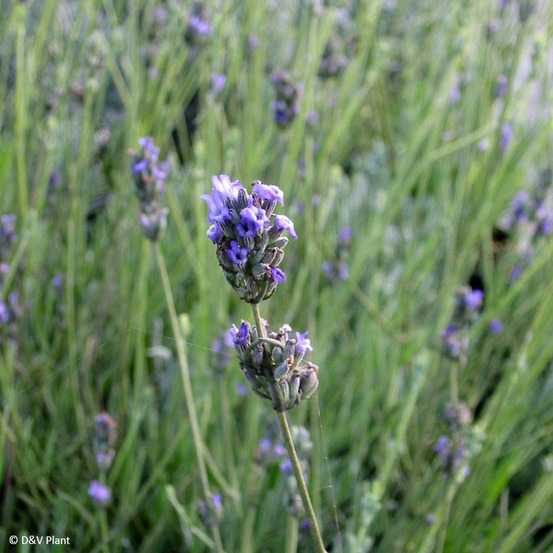 Lavande aspic, lavande à larges feuilles pot de 1,5l/2l