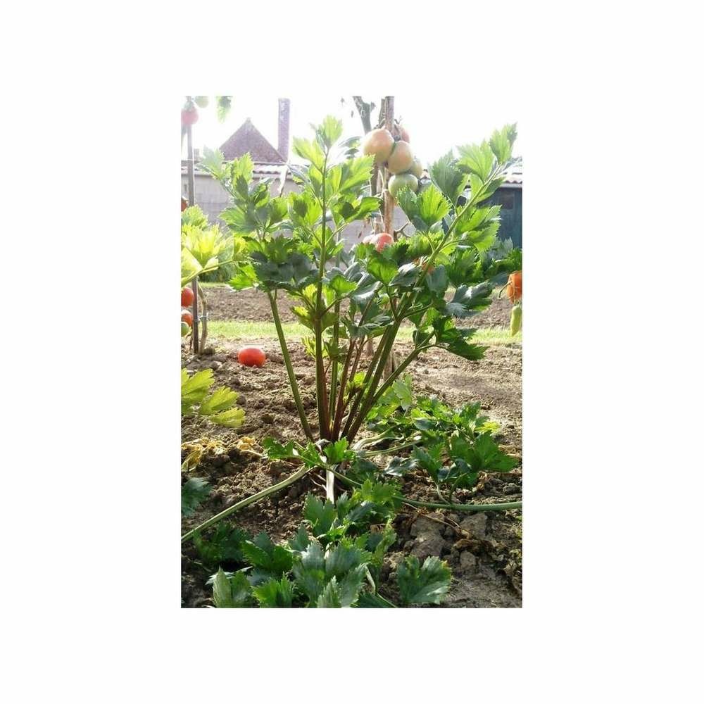 CÃ©leri rave Dolvi ( type giant prague )