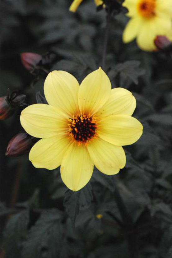 Dahlia 'illusion' - en pot de 3 litres