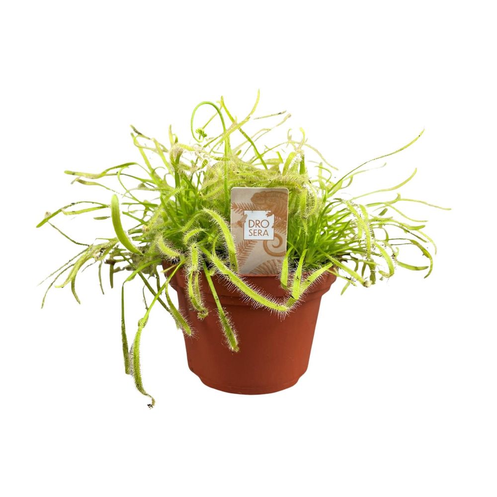Drosera capensis - ø12cm - ↕17cm - plantes d'intérieur