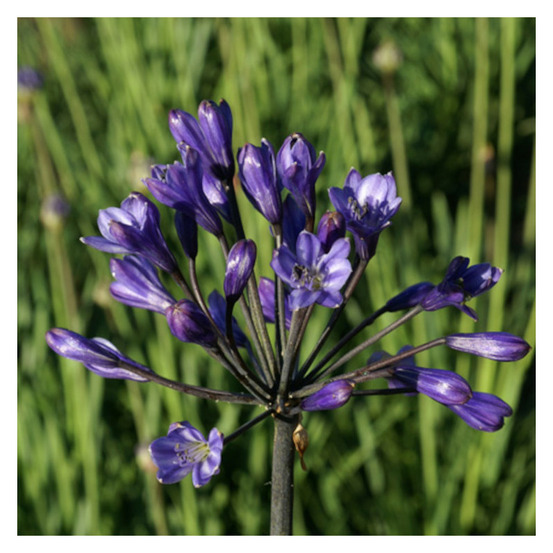 Agapanthe intermedius lot de 3 godets