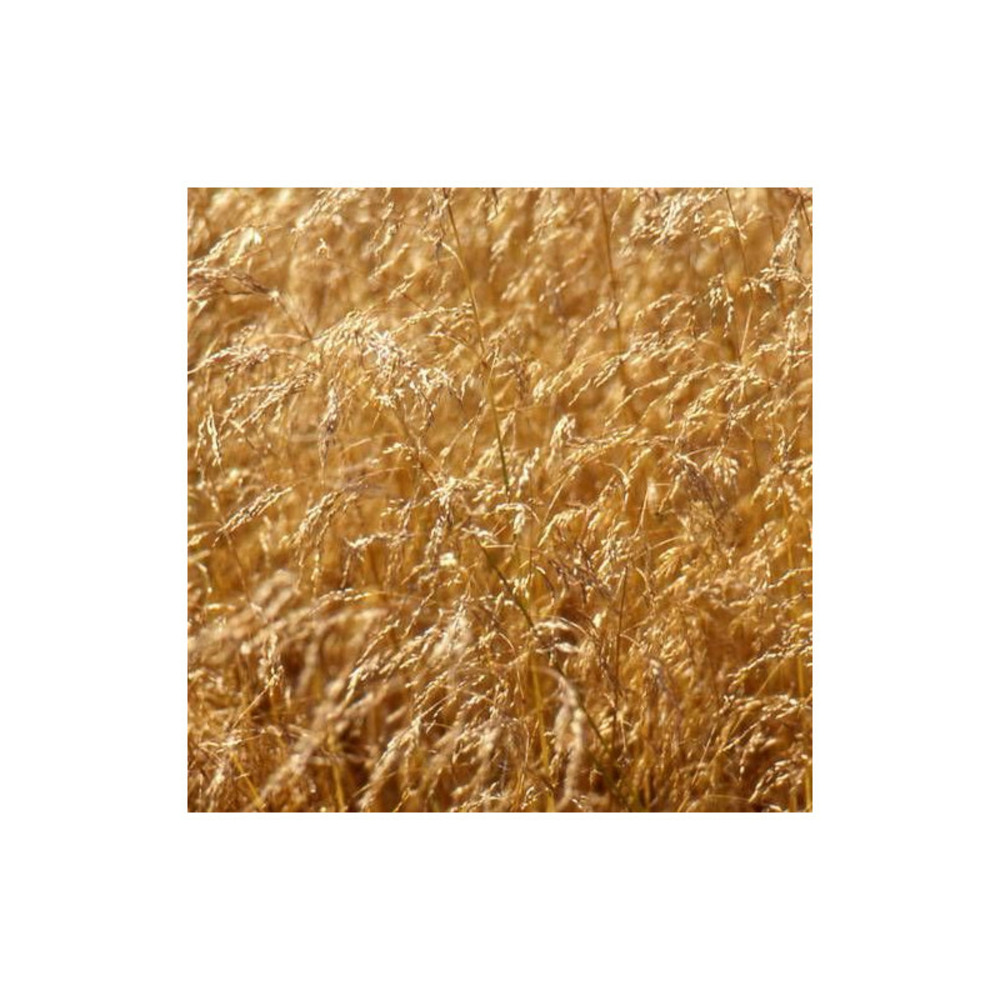 Canche cespiteuse lot de 5 godets