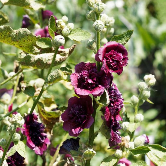 Rose trémière double 'chater's purple' godet de 8/9 cm