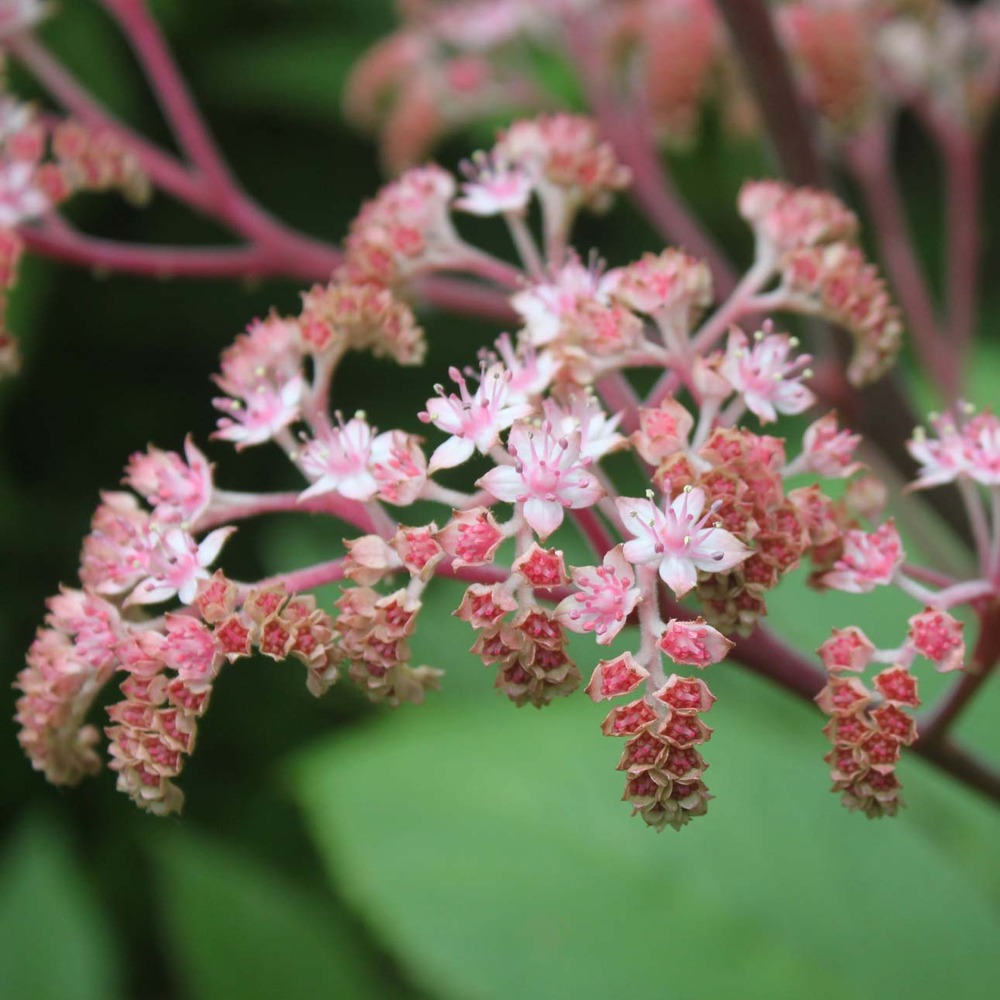 Rodgersia pinnata 'elegans' godet de 8/9 cm
