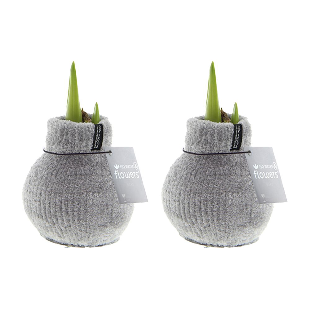 Lot de 2 - bulbe d'amaryllis en cire - cosy grjis - bulbe à fleurs - h. 15-25 cm à la livraison