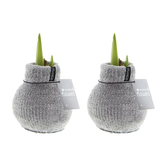 Lot de 2 - bulbe d'amaryllis en cire - cosy grjis - bulbe à fleurs - h. 15-25 cm à la livraison