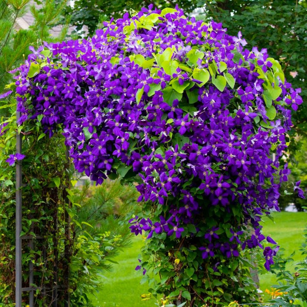 Clématite 'jackmanii' (clematis 'jackmanii')