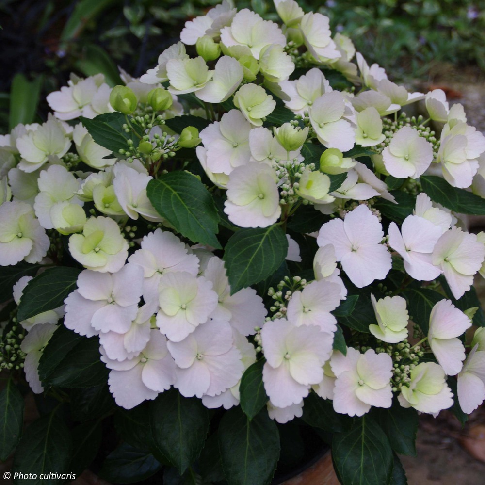 Hortensia 'runaway bride' pot de 6l/7l