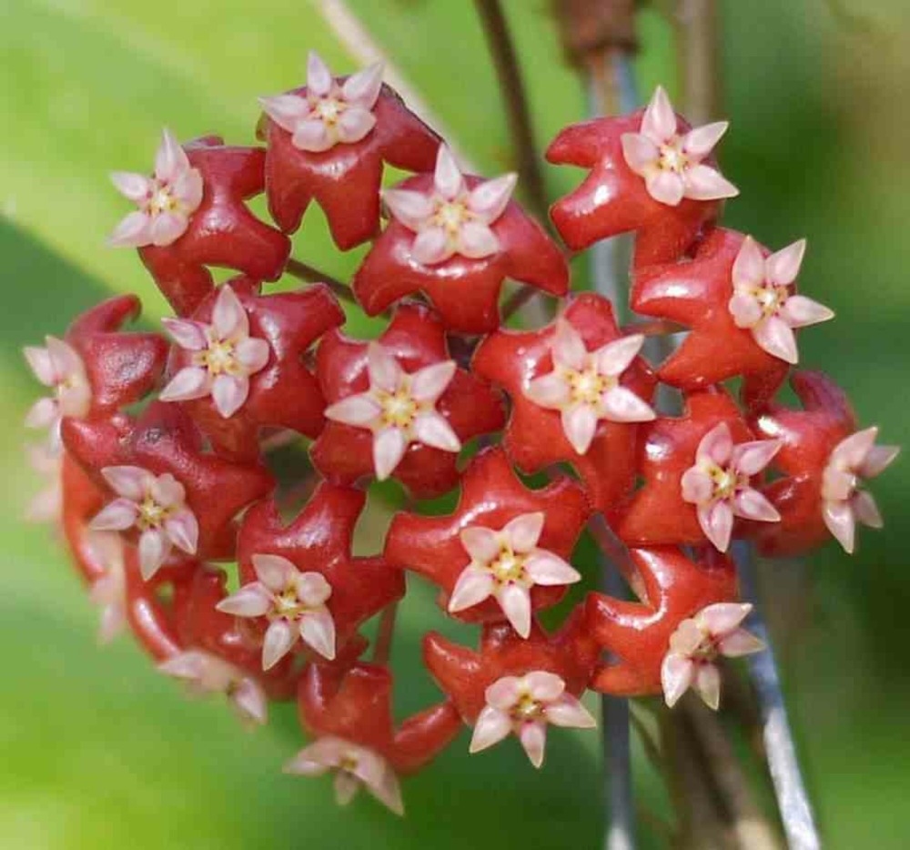 Hoya affinis (fleur de porcelaine, fleur de cire)   rouge - taille pot de 2 litres - 20/40 cm
