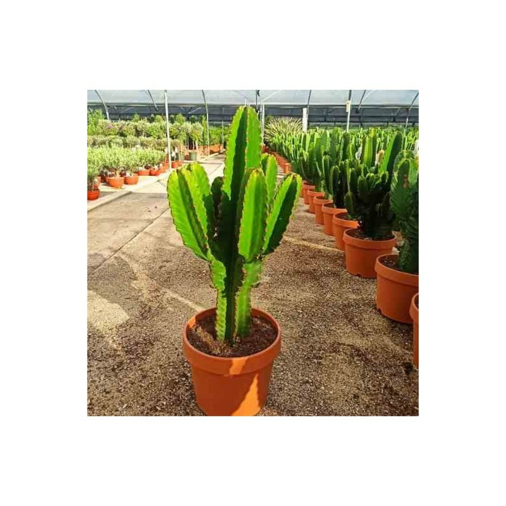 Euphorbia ingens 'candelabrum' pot de 25l - 80/100cm