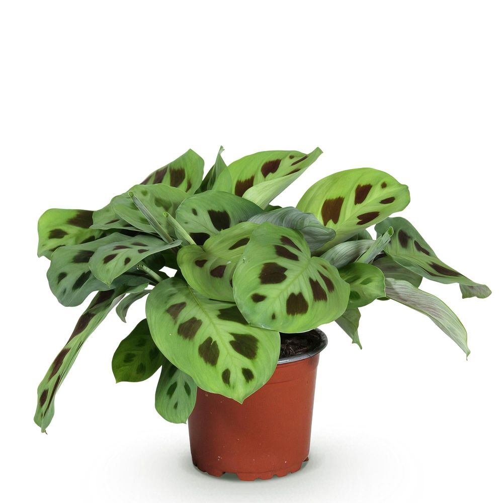 Maranta fascinator kerchoveana - pet-friendly - pot de 12cm - hauteur 25cm