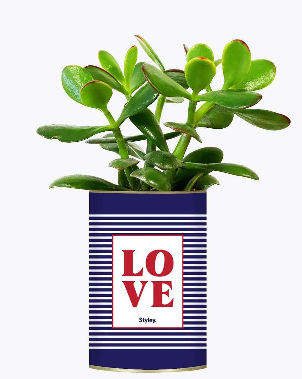 Plante drôle - love - cactus