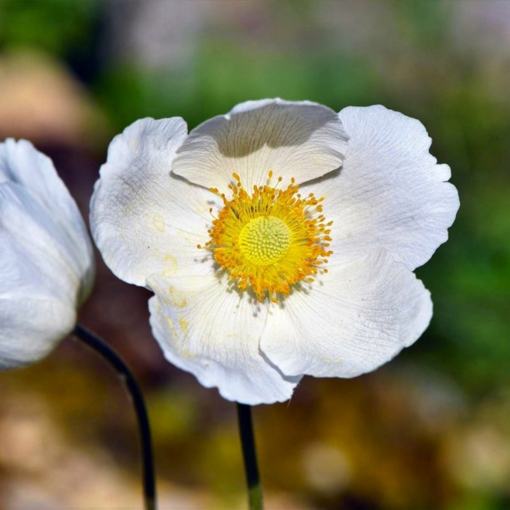 3 anémones du japon 'honorine jobert'
