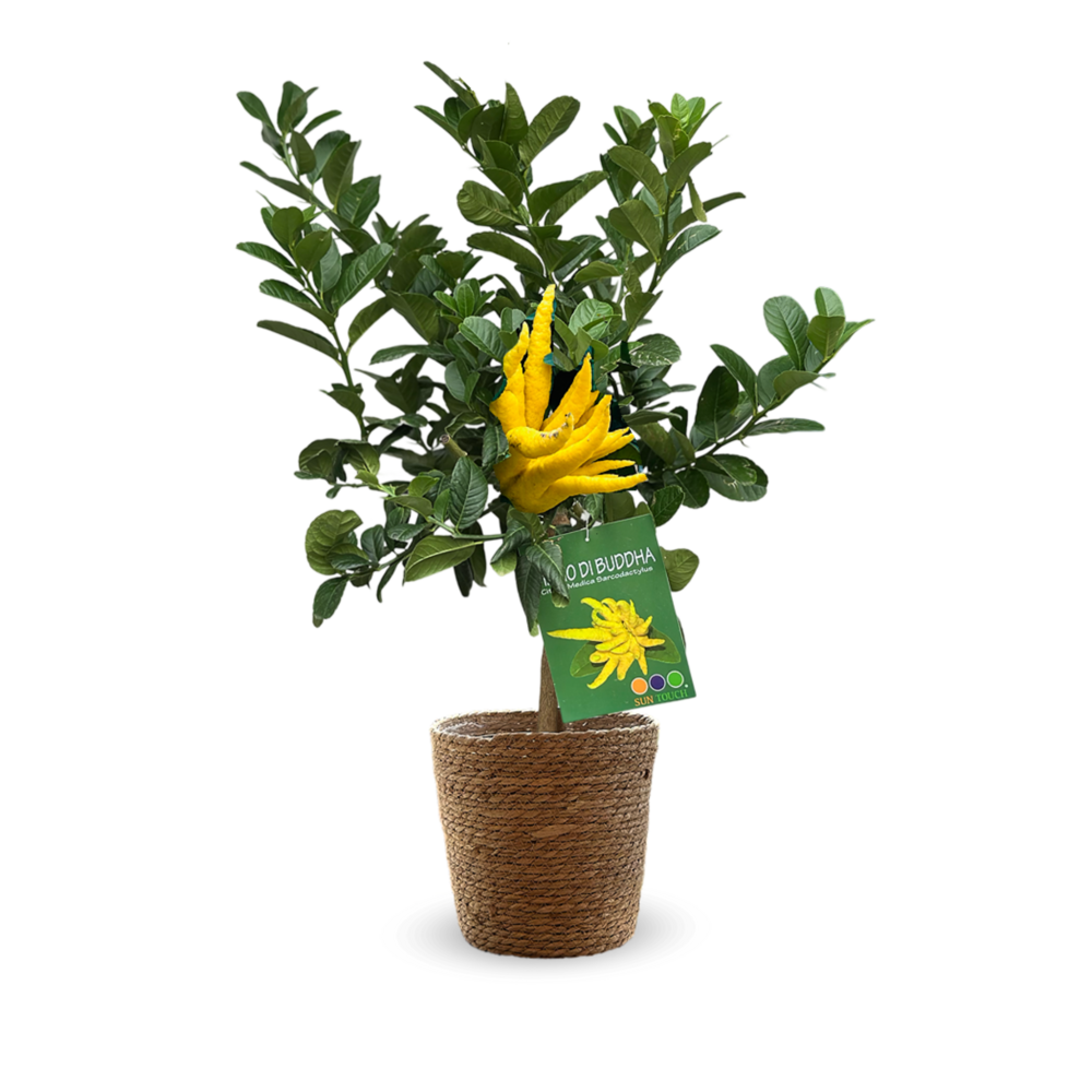 Main de bouddha avec panier en jonc de mer - agrume méditerranéen - arbre fruitier - ↕ 75-85 cm - ⌀ 25 cm