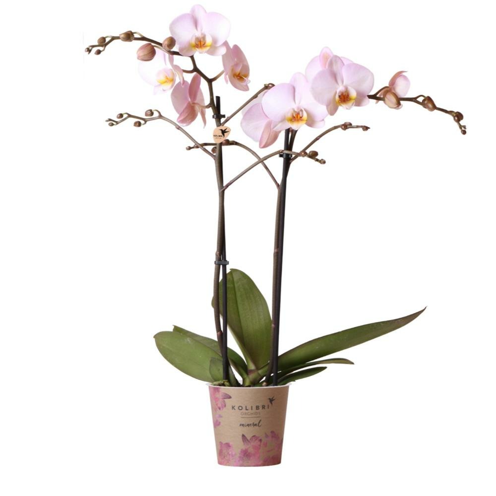 Orchidées colibris - orchidée phalaenopsis rose - kikion - taille du pot 12cm