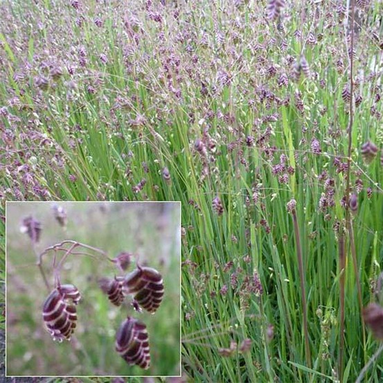 Amourette godet de 7/8 cm