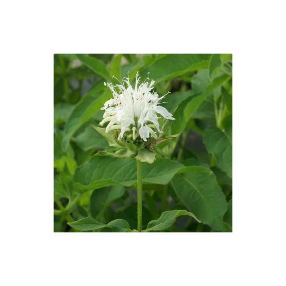 Monarde schneewittchen lot de 9 godets
