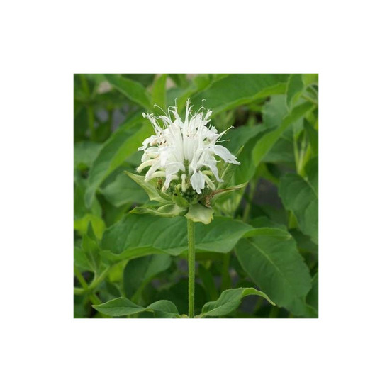 Monarde schneewittchen lot de 9 godets