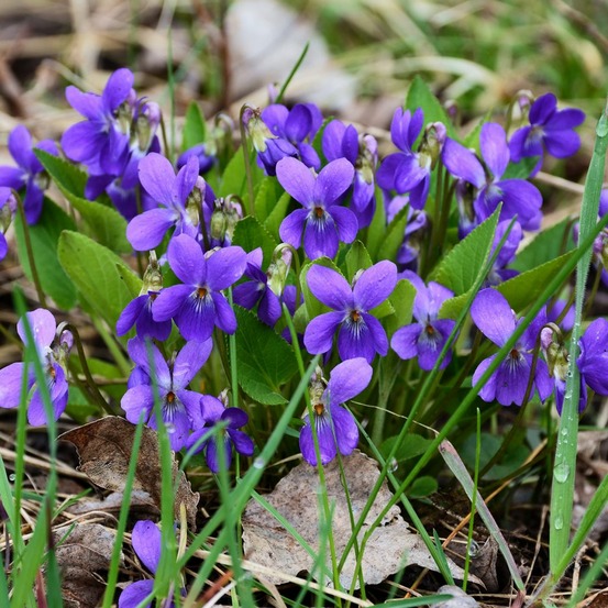 Violette à parfum godet de 8/9 cm