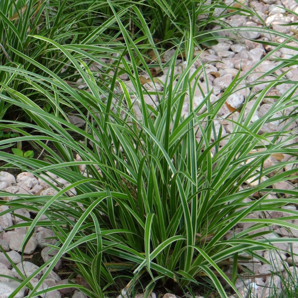 Laîche japonaise 'ice dance' mini-motte ø 3/4 cm, plant vert de 3 à 5 cm de haut environ (par 3)