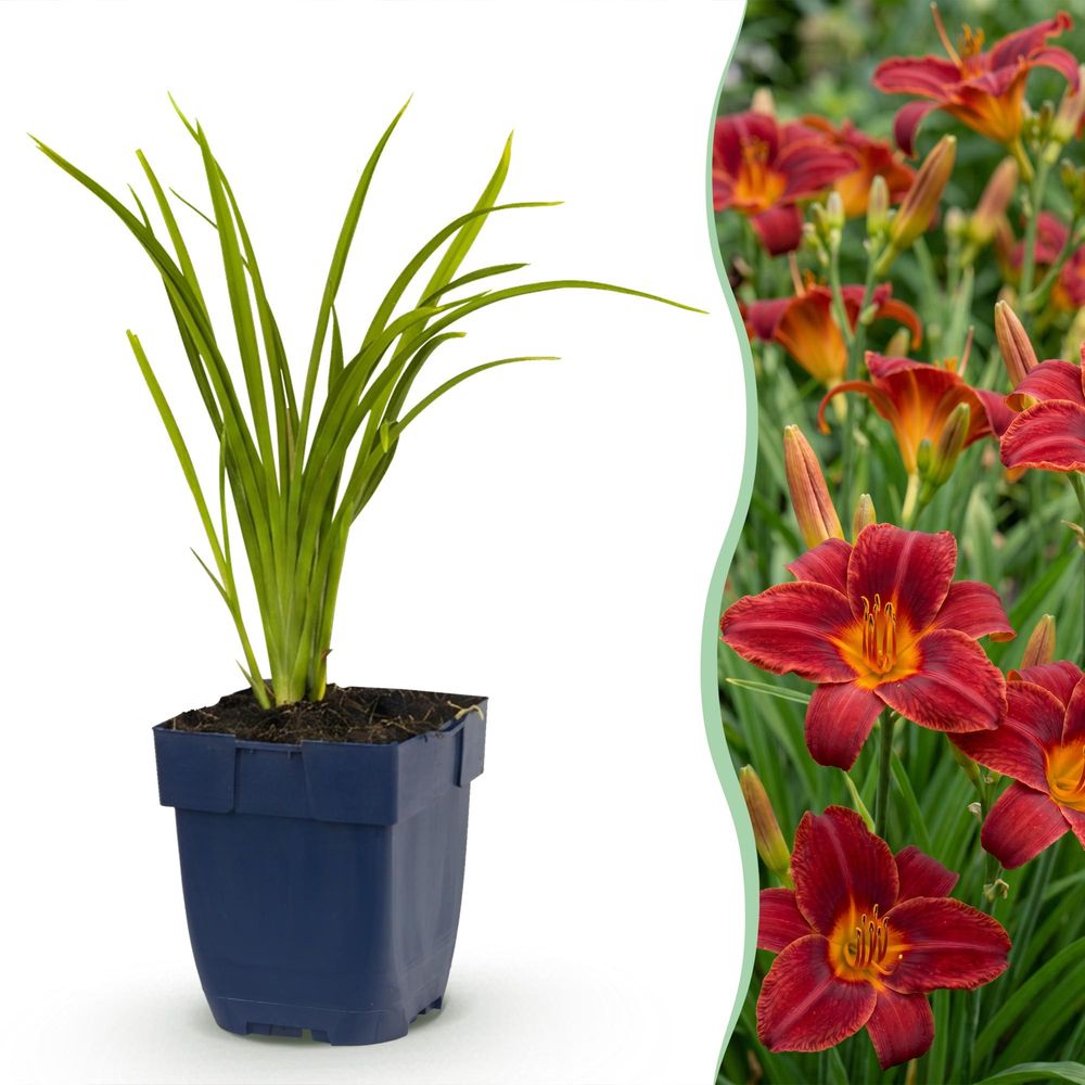 Hémérocalle 'autumn red' - lot de 6 - pot 11 cm - hauteur 25 cm