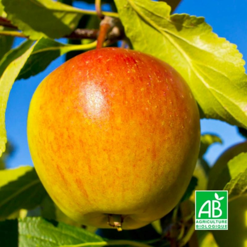 Pommier 'cox orange pippin' bio (malus domestica 'cox orange pippin')