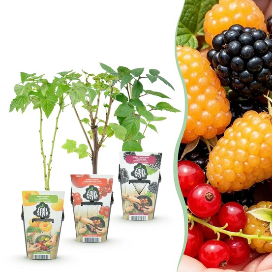 Assortiment fruitier – lot de 3 – pot 9 cm