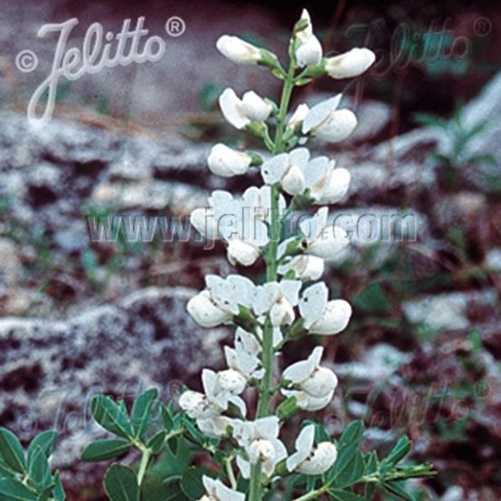 Lupin indigo blanc, baptisia australis godet - 5/20 cm