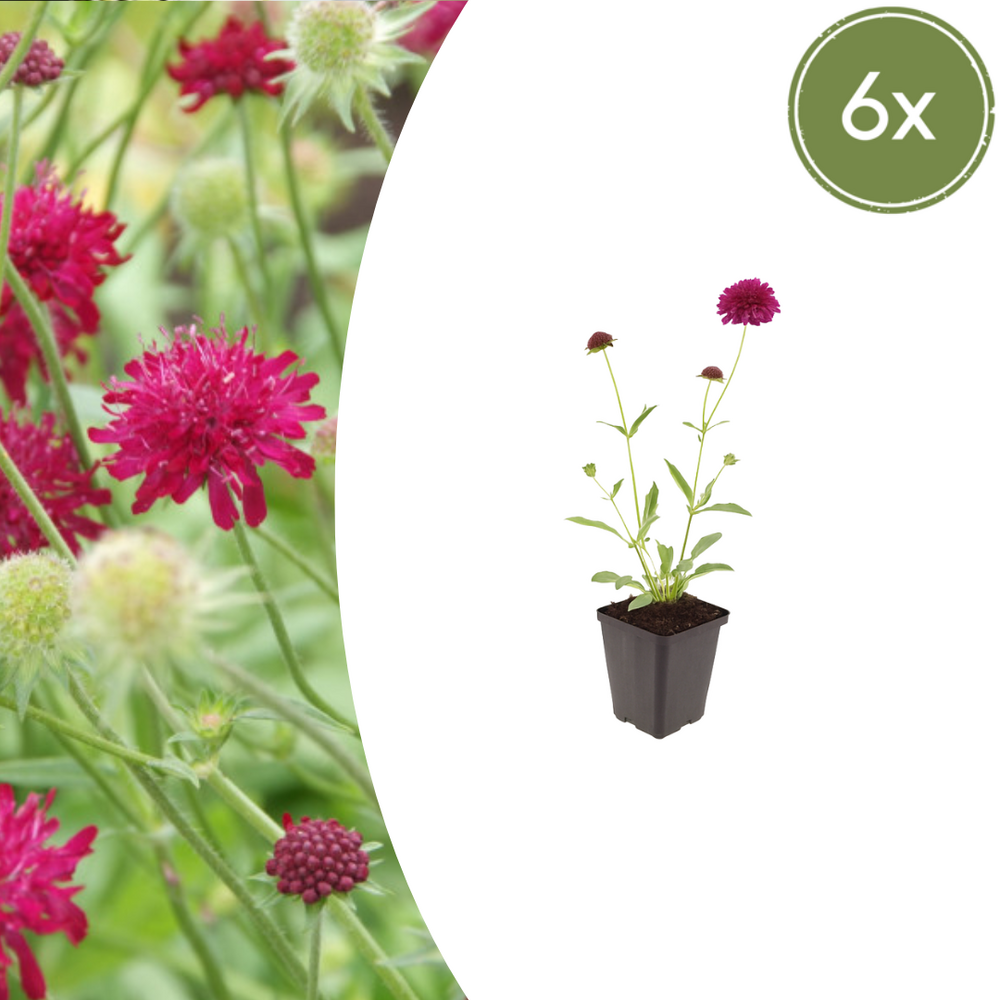 Lot de 24 - scabieuse de macédoine (knautia macedonica) 'knautia macedonica'