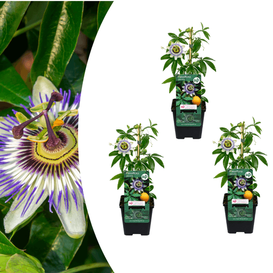 Passiflore bleue - passiflora caerulea - 3 plants - pot ø9 cm