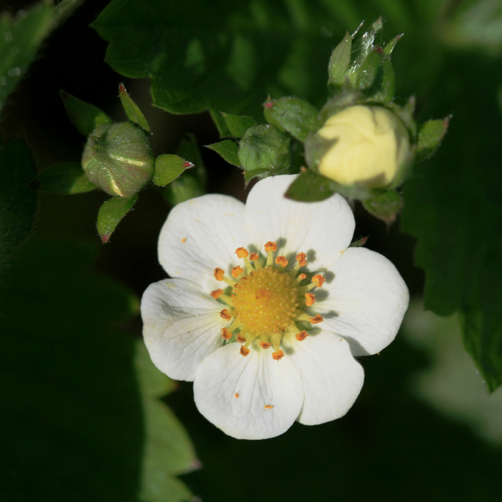 Fraisier fraise abricot 'mont omei' godet de 8/9 cm