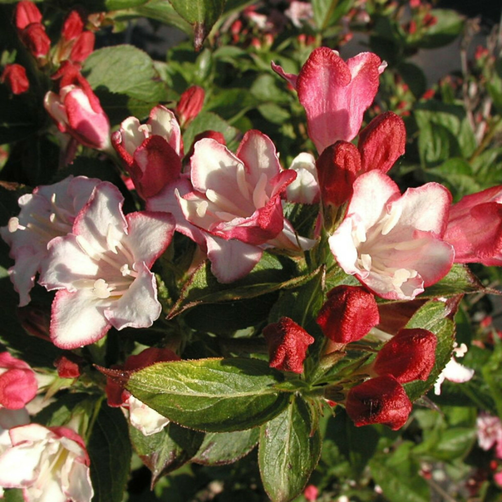 Weigela carnaval® 'courtalor', weigelia pot de 4l - 40/60 cm