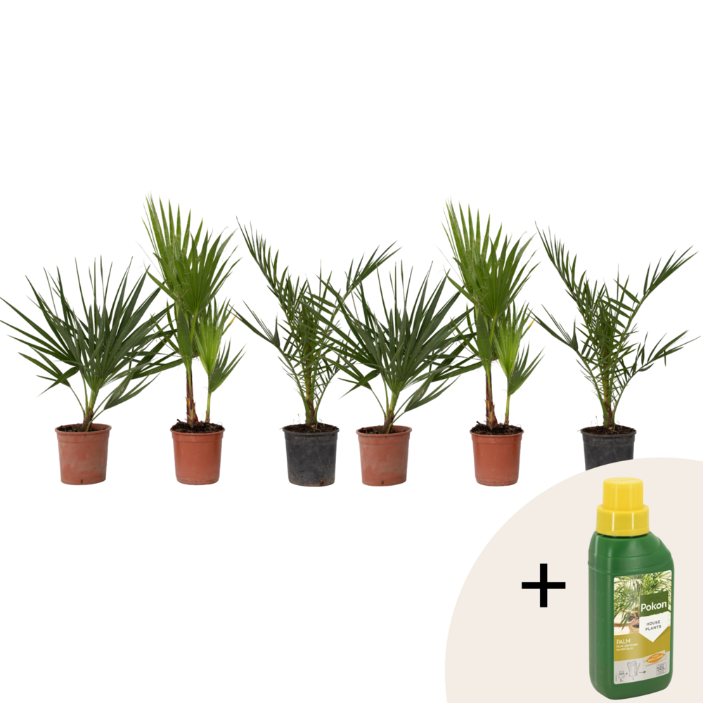 Mélange de palmiers d'extérieur - set de 6 - hauteur 50-70cm - ⌀15cm