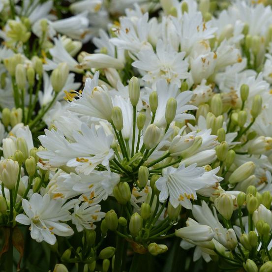 Agapanthe 'double diamond' pot de 2l/3l