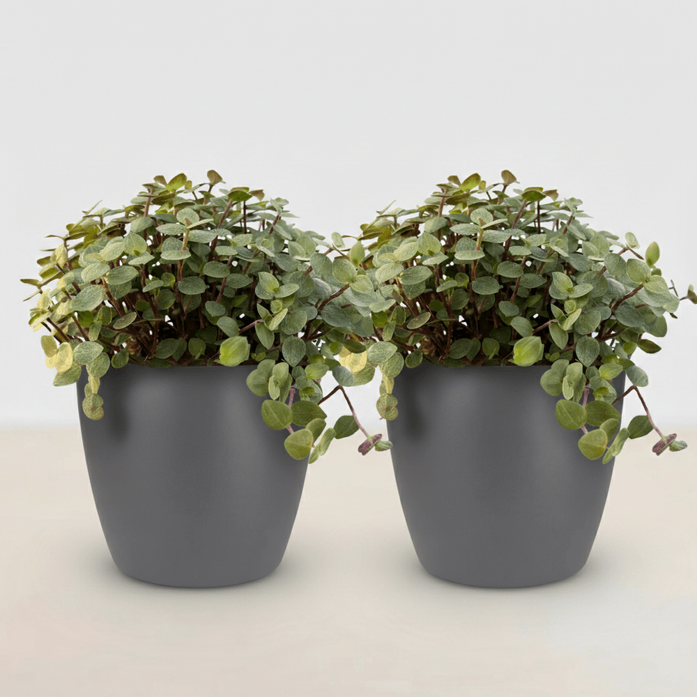Calissia repens - pet-friendly - pot de 12cm - hauteur 17-20cm