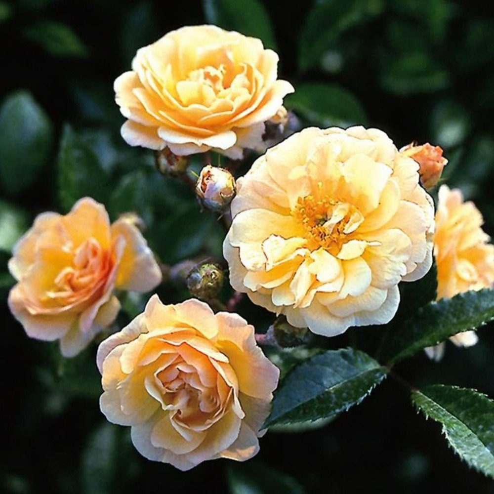 Rosier 'ghislaine de féligonde' (rosa 'ghislaine de féligonde')