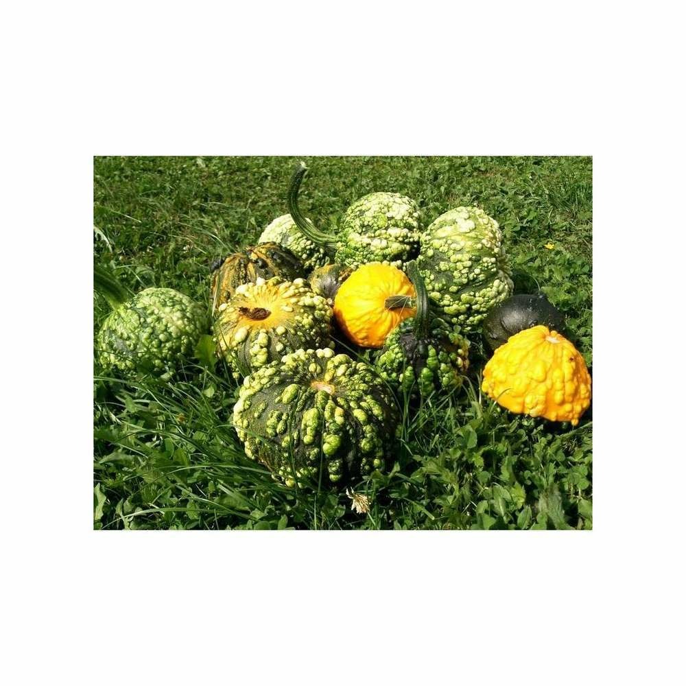 Courges dÃ©coratives galeuses en mÃ©lange