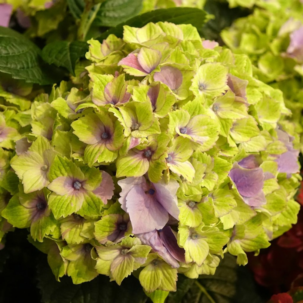 Hortensia 'magical jewel' pot de 4l/5l